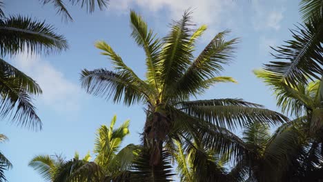 Majestic-coconut-tree-lit-up-by-last-sunlight-swaying-in-wind-on-tropical-island