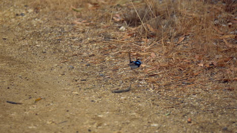 Male-Superb-Fairywren-Hunting-For-Food-On-The-Dry-Grassy-Ground