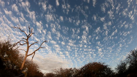 Zeitraffer-Vereinzelter-Wolken,-Die-über-Den-Himmel-über-Dem-Afrikanischen-Buschland-Ziehen