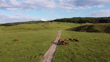 Aerial-drone-video,-flying-over-a-herd-of-horses