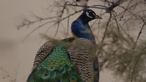 peacock-beautiful-colors-from-backside