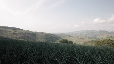 Ananasfarm-Mit-Landschaftsblick-In-Girón,-Kolumbien