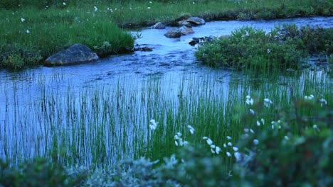 Peaceful-clean-water-stream-flowing-down-from-arctic-lake