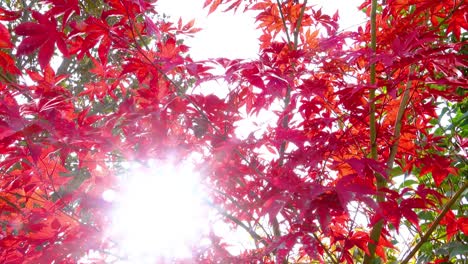 Wunderschöne-Rote-Und-Grüne-Herbstblätter-Mit-Direkt-Dazwischen-Scheinender-Sonne,-Teneriffa,-Spanien