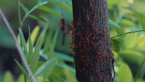 Riesige-Kolonie-Roter-Ameisen,-Die-Auf-Der-Rinde-Eines-Baumes-Schwärmt