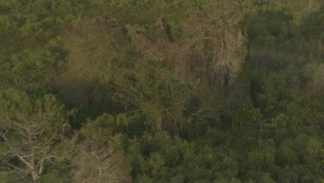 Everglades-Florida-Aerial-v9-birdseye-shot-of-startled-birds-at-the-Everglades---DJI-Inspire-2,-X7,-6k---March-2020