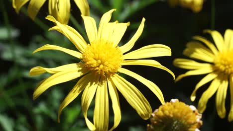 Yellow-daisy-like-garden-sunflower,-Heliopsis,-moving-gently-in-a-warm-spring-breeze