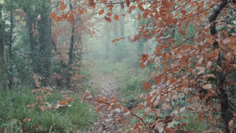 Waldweg-Durch-Herbstlich-Gefärbte-Vegetation-Im-Nebel