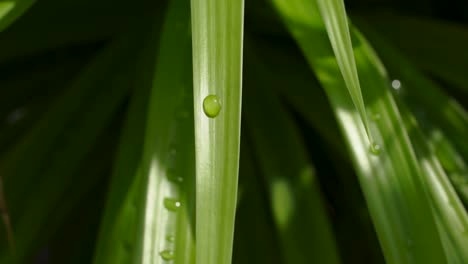 Water-droplet-on-a-green-leaf-sawing-in-the-breeze