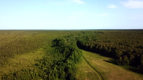 Líneas-Principales-De-Drones-Hacia-El-Bosque-Verde
