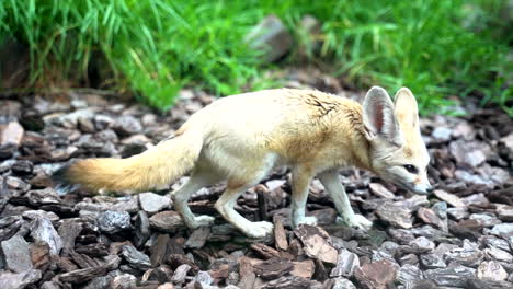 Wide-close-up-shot-of-a-Fennec-fox-walking-on-small-wood-chips-and-stopping-to-scratch-its-head
