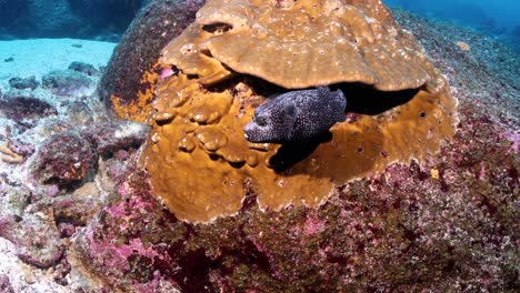 Pufferfish-in-Vanuatu-under-a-large-coral-head