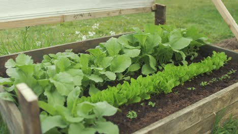 Opening-up-raised-garden-bed-lid-revealing-radish,-lettuce,-parsley---turnip