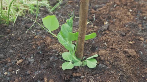 Pea-shoots-sprouting-newly-transplanted-into-soil