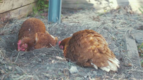 Two-Hen-chicken-sitting-in-dry-soil-taking-a-dust-bath-REAL-TIME