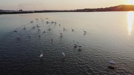 Schwarm-Rosafarbener-Flamingos,-Die-über-Das-Ruhige-Wasser-Im-Vendicari-Reservat-Mit-Spiegelung-Des-Sonnenuntergangs-In-Sizilien,-Italien,-Fliegen-Und-Darauf-Waten