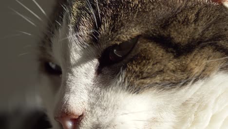 Macro-close-up-of-cats-face-with-pink-nose-and-black-white-grey-hairs-lighting-in-sunlight