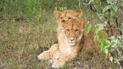 Two-Lion-Subadult-cubs-sit-out-in-the-rains-besides-a-bush-close-up-in-Kenya,-masai-Mara