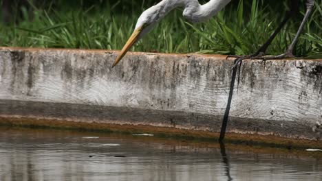Intelligent-egret-slowly-catches-a-piece-of-bread-in-a-lake-as-this-attracts-fish-to-hunt