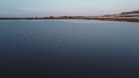 Aerial-shot-showing-many-flying-flamingos-over-blue-lake-in-Italy