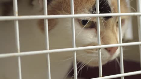 Calico-tortoiseshell-cat-in-a-cage-observing-surroundings-close-up-shot
