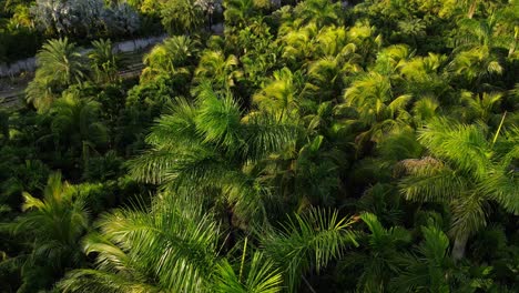 Aerial-view-of-palm-threes-in-Florida