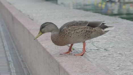 Slowmotion-of-a-duck-jumping-down-a-gap-while-searching-for-something-to-eat-in-the-center-of-Riva-Del-Garda