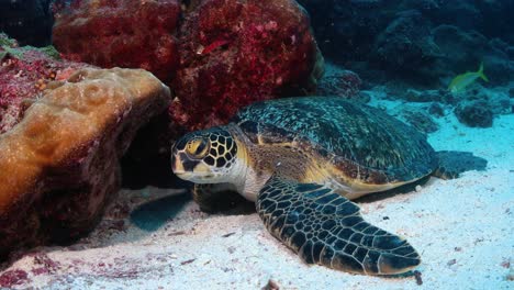 Beautiful-turtle-in-Galapagos-Islands-underwater-wedged-between-coral-heads
