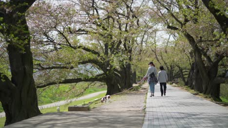 Japanische-Frau-Mit-Maske-Geht-Mit-Ihrem-Hund-Unter-Den-Verblassenden-Sakura-Blütenbäumen-In-Kyoto,-Japan,-Spazieren-–-Weitwinkelaufnahme-In-Zeitlupe