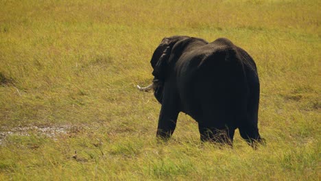 African-elephant-male-walks-and-splashes-in-green-wet-grass,-Chobe-river,-Botswana
