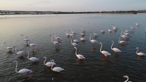 Flamboyance-Of-Pink-Flamingos-Wading-On-The-Shallow-Water-By-The-Vendicari-Reserve,-Sicily,-Italy-At-Sunset
