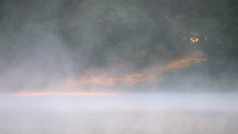 Lichtstrahl-Durch-Den-Wald-Mit-Dichtem-Nebel-Im-Hintergrund