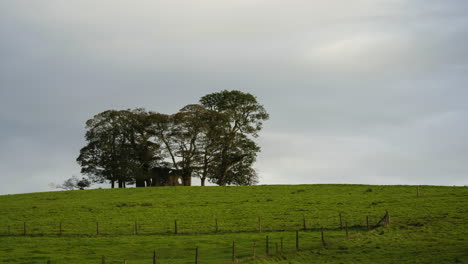 Time-lapse-of-group-of-trees-surrounding-abandoned-house-ruin-in-grass-landscape-field-in-rural-countryside-of-Ireland