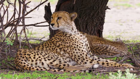 Ein-Weiblicher-Gepard-Mit-Jungen,-Die-Auf-Dem-Boden-Liegen-Und-In-Der-Umgebung-Im-Deception-Valley,-Kalahari-Game-Reserve,-Botswana,-Wachsam-Sind