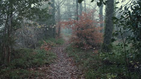 Woodland-pathway-at-Autumn-lush-vibrant-vegetation