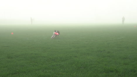 Dog-Frisbee-Catching-Competition-Run-by-Cute-Athletic-Border-Collie-Puppy-on-Foggy,-Misty-Morning