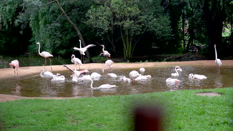 Wide-shot-of-flamingoes-in-a-pond-at-the-Johannesburg-Zoo,-South-Africa