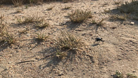 Black-beetle-walking-across-the-dry-dirt--Close-up