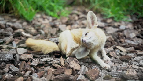 Nahaufnahme-Eines-Afrikanischen-Fennec-Fuchses,-Der-Sich-Am-Ohr-Kratzt