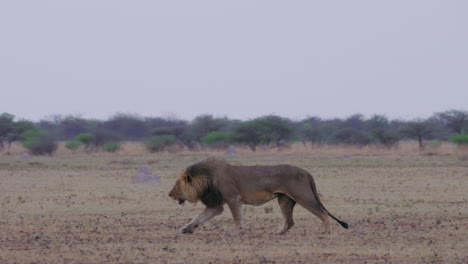 Ein-Hungriger-Schwarzer-Mähnenlöwe-Läuft-Auf-Dem-Trockenen-Feld-In-Kalahari,-Botswana-–-Totale