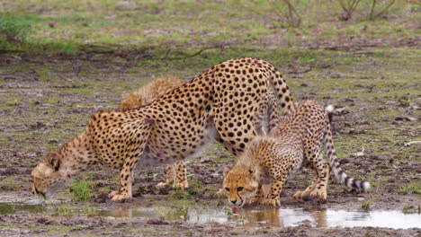 Madre-Guepardo-Con-Sus-Dos-Lindos-Cachorros-Bebiendo-De-Un-Pequeño-Charco-Después-De-La-Lluvia-En-La-Reserva-De-Caza-Kalahari-En-Botswana