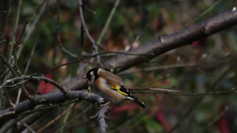 Goldfinch,--Carduelis-carduelis,-in-fruit-tree.-Spring.-UK