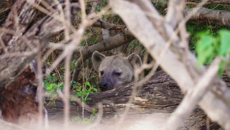 A-beautiful-African-Hyena-hiding-in-the-bushes---close-up