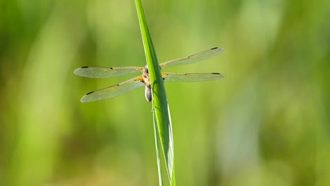Close-up-shot-of-dragonfly-flying-and-landing-on-green-plant-in-nature