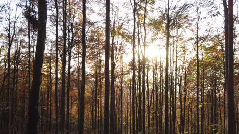Blick-Auf-Die-Bäume-Im-Herbst,-Gimbal-Aufnahmen,-Bei-Sonnenuntergang-In-Den-Cansiglio-Alpen,-Herbsthintergrund