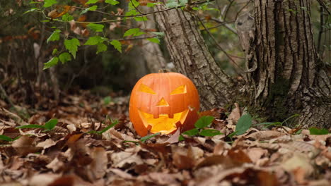Halloween-spooky-grinning-Jack-O-Lantern-pumpkin-in-the-autumn-forest
