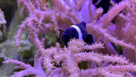 Zwei-Schwarze-Clownfische-Schwimmen-Zwischen-Den-Tentakeln-Einer-Seeanemone