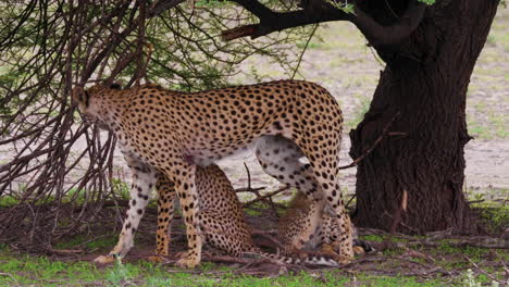 Beautiful-cheetah-female-with-cubs-annoyed-by-branch-on-the-ground