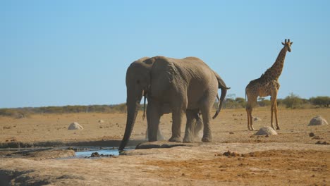 Zwei-Afrikanische-Elefanten-Marschieren-Am-Rand-Der-Wasserstelle-Entlang,-Mit-Einer-Giraffe-Im-Hintergrund