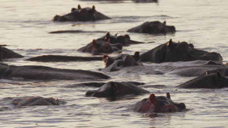 Hippos-Swimming-With-Bodies-Submerged-In-The-Lake-Water-In-Bostwana-During-Winter--Closeup-Shot
